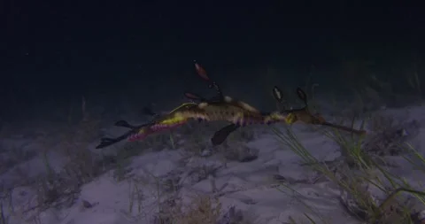Weedy Seadragon With Eggs, Dancing Front Of The Camera Stock Footage 278650732