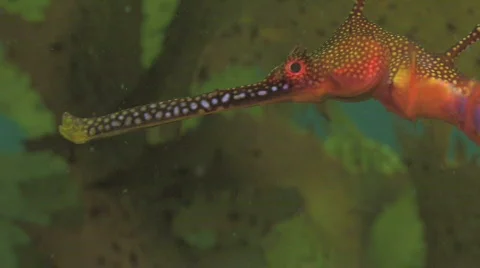 Weedy Seadragon Stock Footage 263308