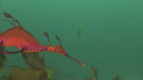 Weedy Seadragon Stock Footage 263432