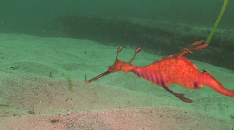 Weedy Seadragon Stock Footage 263556