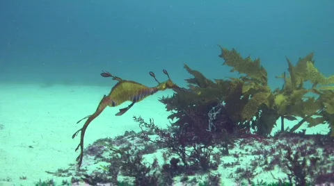 Weedy Seadragon Stock Footage 263672