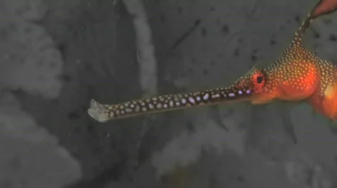 Weedy Seadragon Stock Footage 310698
