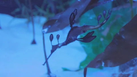 Weedy Seadragon Stock Footage 86671366