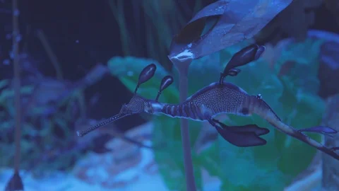 Weedy Seadragon Stock Footage 86671412