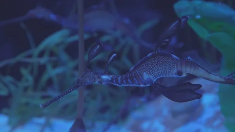 Weedy Seadragon Stock Footage 86671455