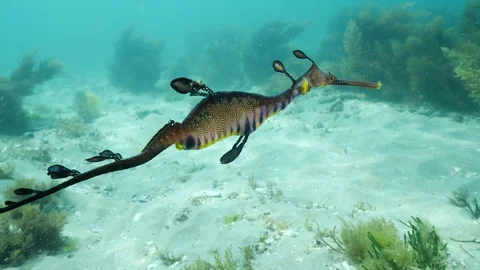 Weedy Seadragon Stock Footage 98611589