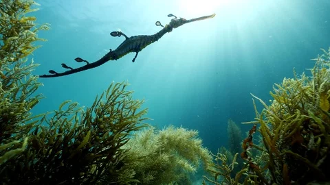 Weedy Seadragon Stock Footage 98611605
