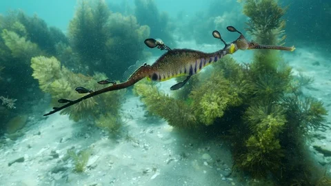 Weedy Seadragon Stock Footage 98611620