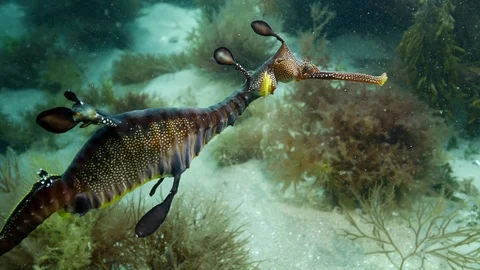 Weedy Seadragon Stock Footage 98611699