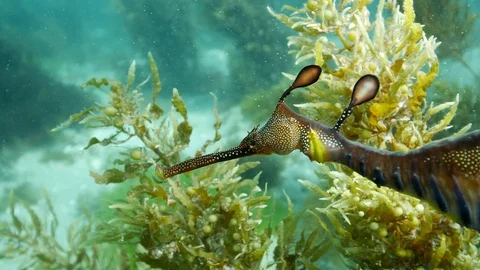 Weedy Seadragon Stock Footage 98611703