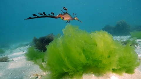 Weedy Seadragon Video stock 98611735