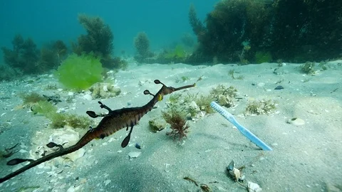 Weedy Seadragon Stock Footage 98611839