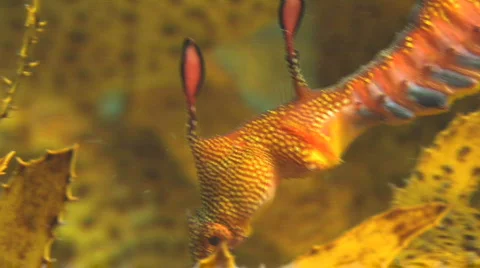 Weedy Seadragon HD Stock Footage 490594