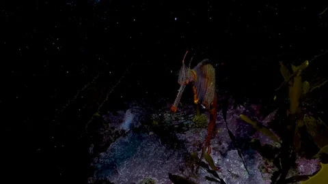 Weedy seadragon in spotlight Stock Footage 98085128