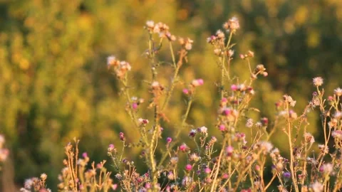 Weedy thistle plant. Stock Footage 138946411