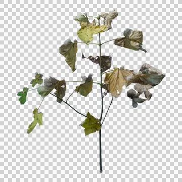 Weedy Transparency-Clear Background Shot Stock Photos