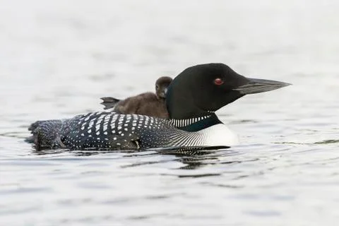 A week-old Common Loon chick stretching its foot while riding on its mother's Stock-Fotos