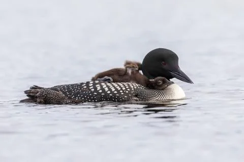 A week-old Common Loon chick stretching its wings while riding on its mother' Stock Photos