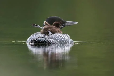 A week-old Common Loon chick stretches its legs and wings while riding on its Stock-Fotos