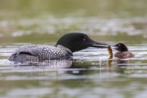 A week-old Common Loon chick is fed a fish by one of its parents - Ontario, C Stock-Fotos