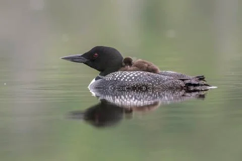 A week-old Common Loon chick rides on its mother's back - Ontario, Canada Stock-Fotos