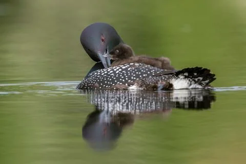 A week-old Common Loon chick rides on its mother's back while she preens her  Stock-Fotos