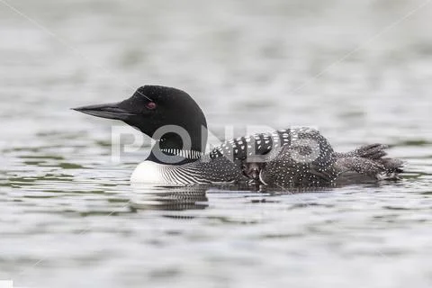 A week-old Common Loon chick pokes its head out from under its mother's ...