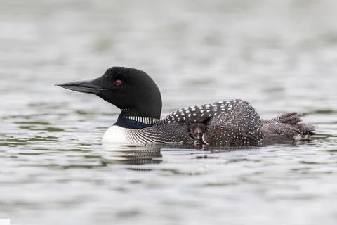 A week-old Common Loon chick pokes its head out from under its mother's wing  Stock-Fotos