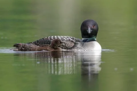 A week-old Common Loon chick swims next to its mother on a Canadian lake - Ha Stock Photos