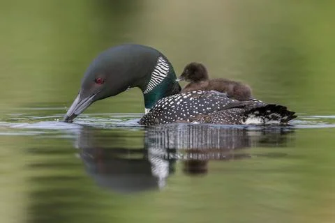 A week-old Common Loon chick  rides on its mother's back on a Canadian lake a Stock-Fotos