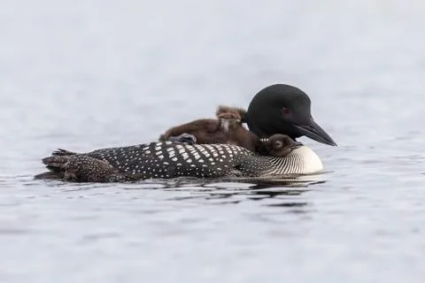 A week-old Common Loon chick stretching its wings while riding on its mother' Stock Photos