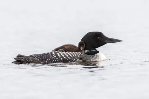 A week-old Common Loon chick  riding on its mother's back - Ontario, Canada Stock-Fotos