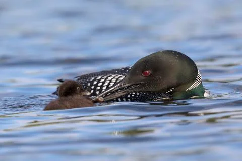 A week-old Common Loon chick is fed a fish by one of its parents - Ontario, C Stock Photos