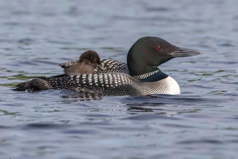 A week-old Common Loon chick rides on its mother's back while partially tucke Stock Photos