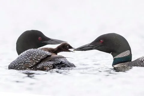 A week-old Common Loon chick  emerges from under its mother's wing to be fed  Stock Photos
