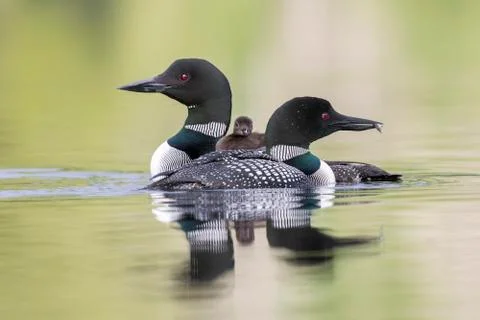 A week-old Common Loon chick rides on its mother's back as its father cruises Stock-Fotos