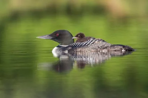 A week-old Common Loon chick rides on its mother's back - Ontario, Canada Stock Photos