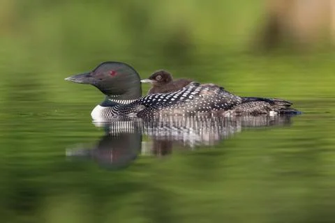 A week-old Common Loon chick rides on its mother's back - Ontario, Canada Stock Photos