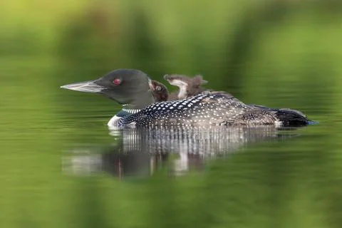 A week-old Common Loon chick rides on its mother's back - Ontario, Canada Stock Photos