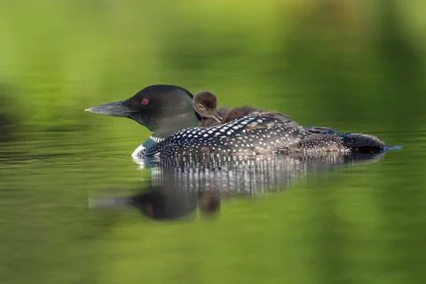 A week-old Common Loon chick preens its feathers while riding on its mother's Stock Photos