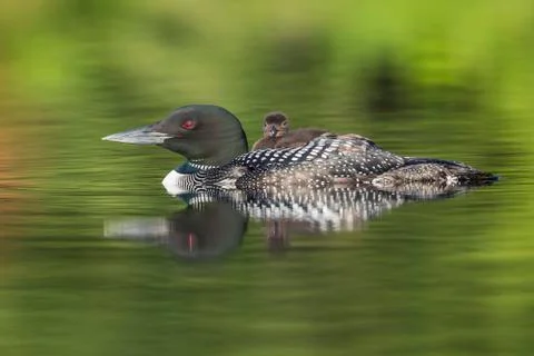 A week-old Common Loon chick rides on its mother's back - Ontario, Canada Stock Photos