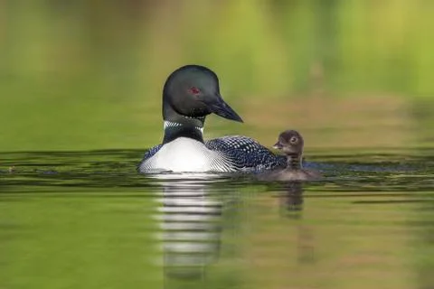 A week-old Common Loon chick practising its swimming skills as its mother loo Stock Photos