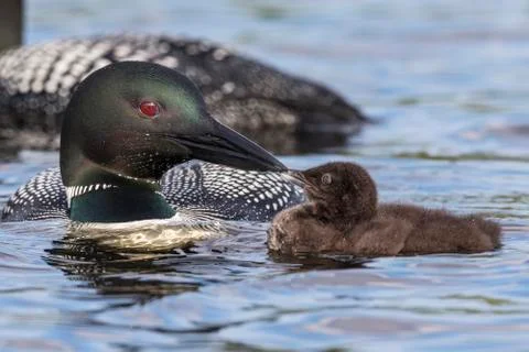 A week-old Common Loon chick touches bills with its parent - Ontario, Canada Stock Photos
