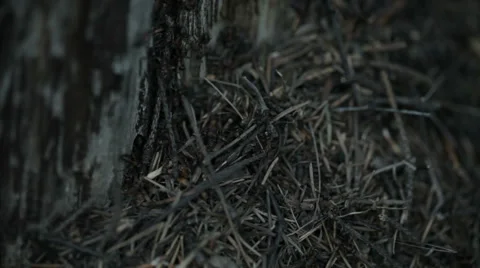 Weekday anthill Stock Footage 54114033