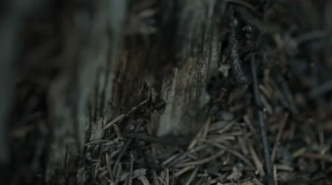 Weekday anthill Stock Footage 54114083