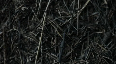 Weekday anthill Stock Footage 54114363