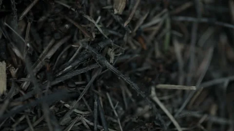 Weekday anthill Stock Footage 54114419