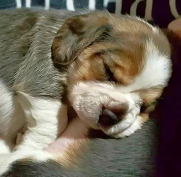 Weekend mode puppy sleeping Stock Photos