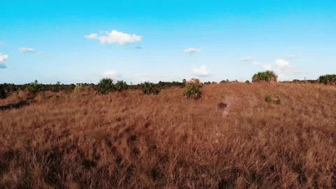 Weeki Wachee Preserves Stock Footage 143741797