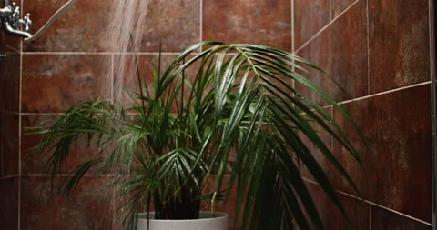 Weekly Watering The Palm Tree Stock Footage 235453504